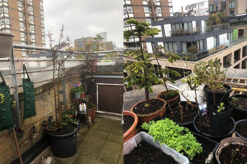 Cavit's rooftop garden in Soho, as seen in the Spring after pruning