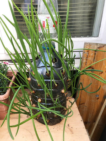 How to grow an unlimited spring onion using a water bottle and spring onion bulbs