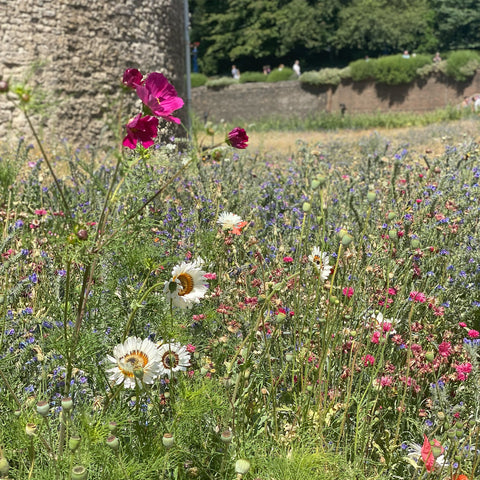 Superbloom at the Tower of London, wildflower meadow, things to do in London, floral display, sculpture 