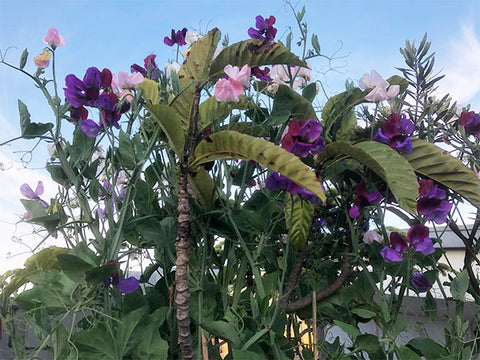 Sweet peas growing up poles with bright pink and purple flowers