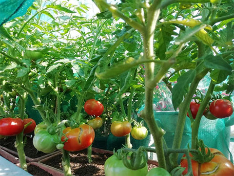 Tomatoes growing in a planter on the balcony, covered in net