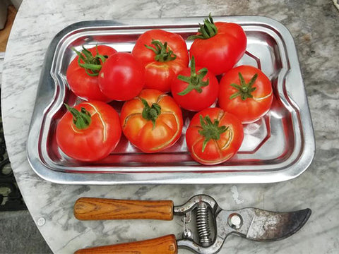 Tomatoes grown in the garden by secret gardener Cavit from Soho Dairy