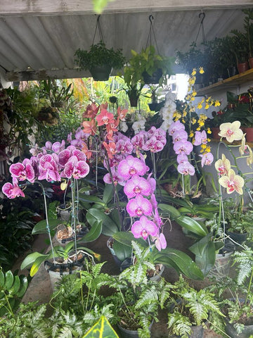 Orchids