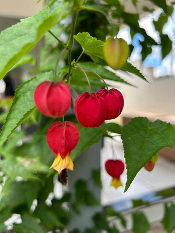 abutilon megapotamicum in the garden, a favourite of the hummingbirds