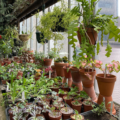 Plant propagation cacti and succulent cuttings being grown in the barbican conservatory