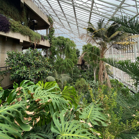 Inside the barbican conservatory; a view of the brutalist architecture concrete construction and the large monstera plant