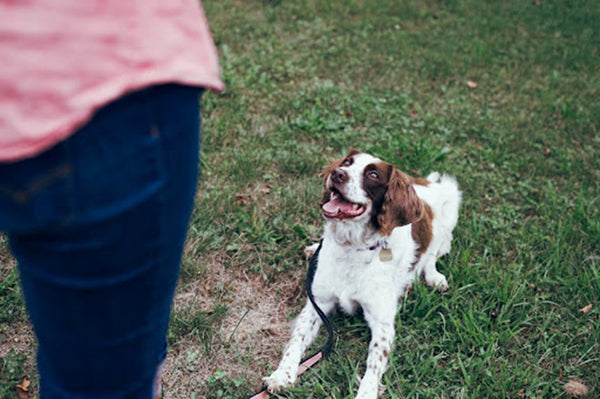 Dog looking up at trainer while lying on the grass