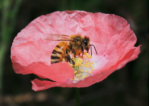 A honey bee pollinating a flower