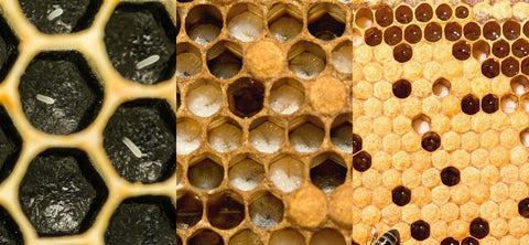 The stages of worker bee brood development: egg, larva, and capped larva