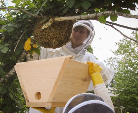 Two beekeepers shaking a swarm of honeybees from a tree branch into a nucleus box