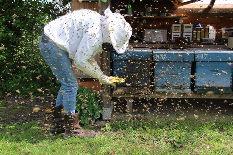 A beekeeper leans down to work with a Langstroth hive overflowing with honeybees. It sits on a shelf next to two other Langstroth hives which are not overflowing. Bees are flying everywhere.