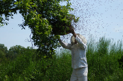 A beekeeper lifting a box up to a swarm of honeybees in a tree