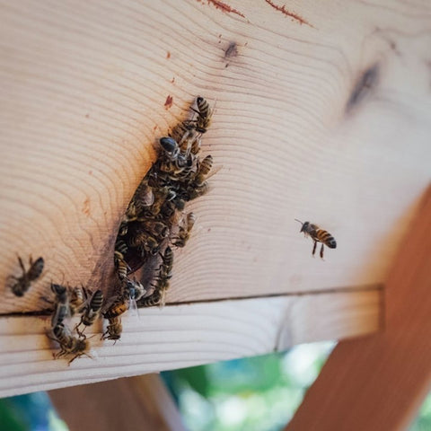 Honeybees crowding the side entrance of a top bar hive