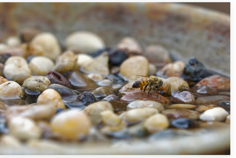 Bee taking a drink from a bee bath filled with pebbles