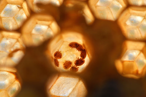 Varroa Mites