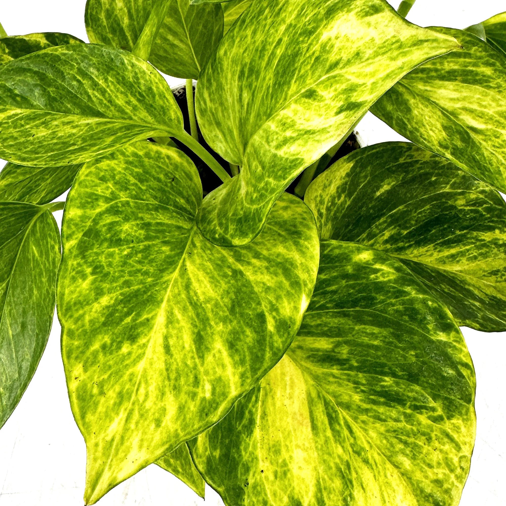Epipremnum pinnatum 'Neon Queen'
