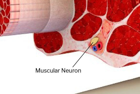 Muscle Neuron