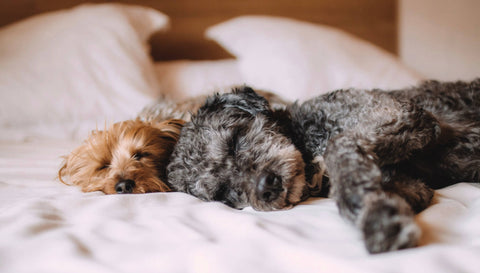 two puppies sleeping on a bed
