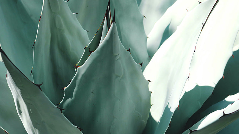 agave