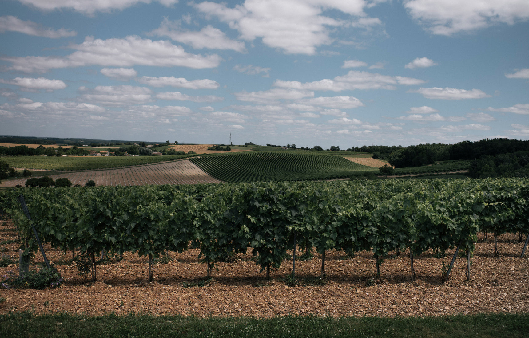 The Lhéraud family has been growing grapes for generations. They own 90 hectares of land in Petit Champagne, as well as vineyards in Bas-Armagnac. Photo by Cognac Lhéraud)