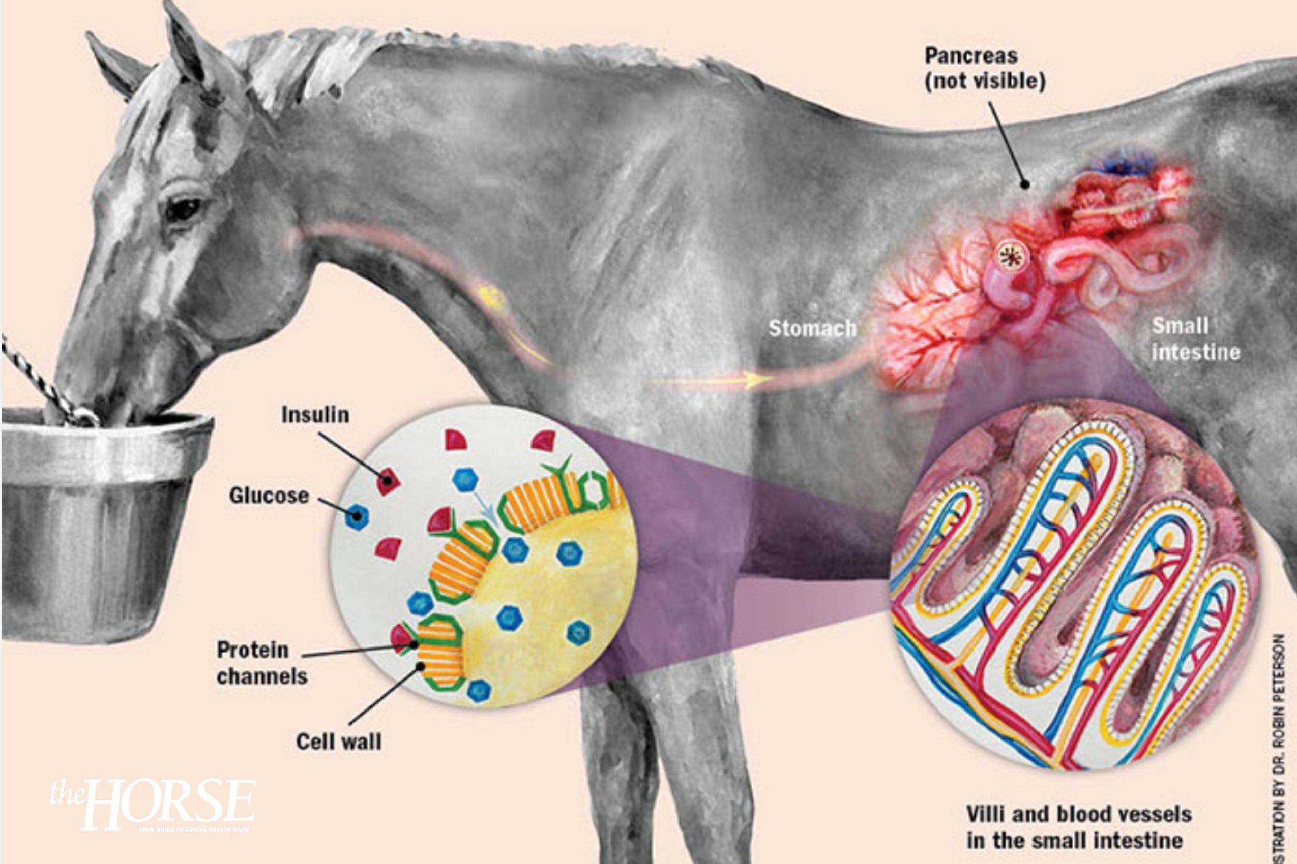 Insulin Dysregulation in Horses