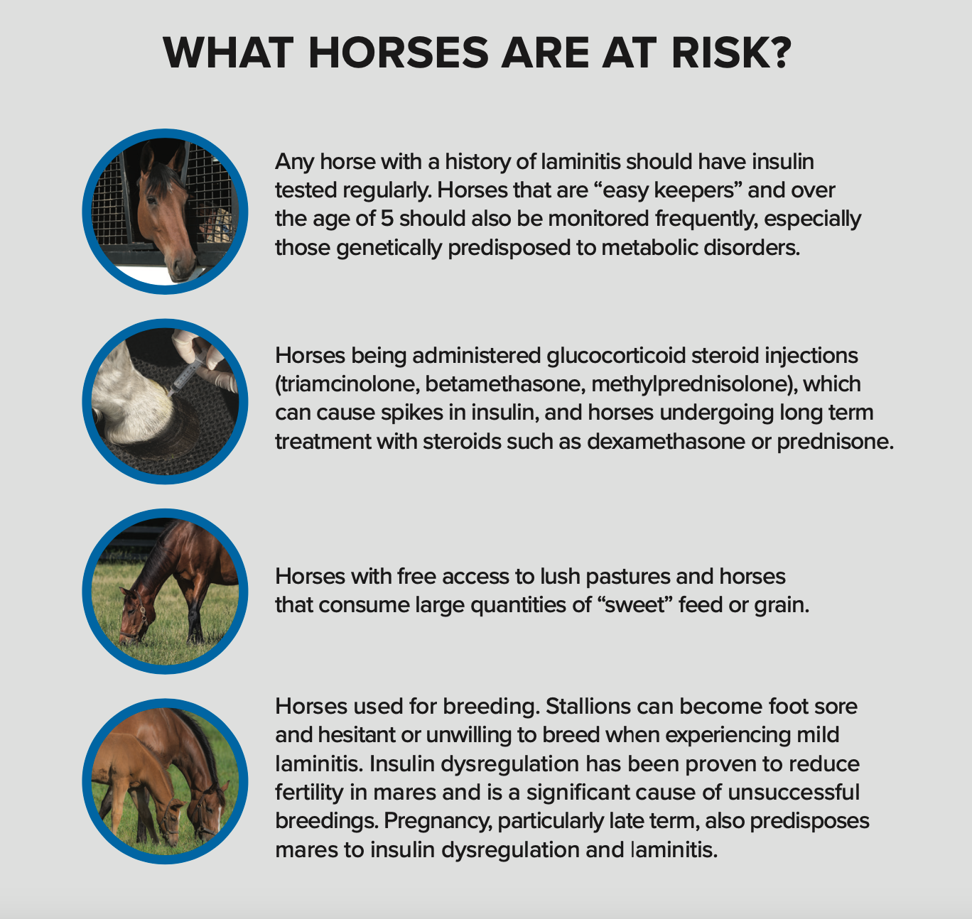 What horses are at risk