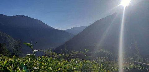 Taiwanese High Mountain Tea Gardens