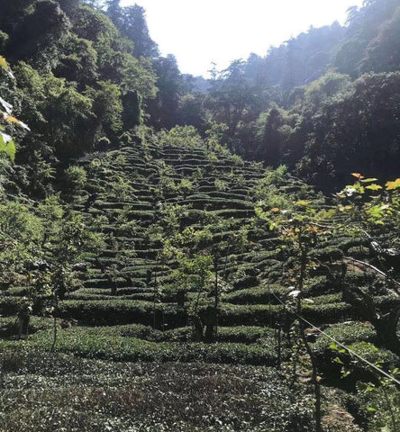 Tea garden in Dayuling, Taiwan