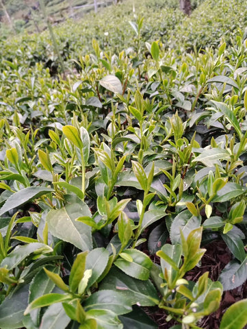 100K Dayuling Tea Garden