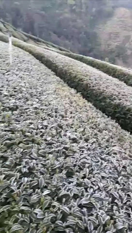 Frost in the 100K Dayuling Tea Garden