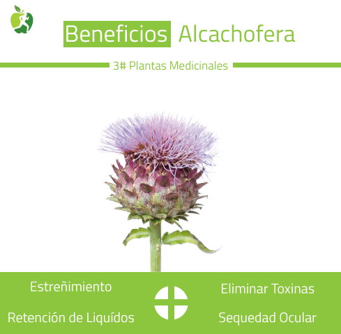 Beneficios Alcachofera - Dietetica Ferrer