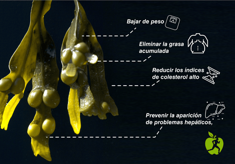 propriedades de algas fucus