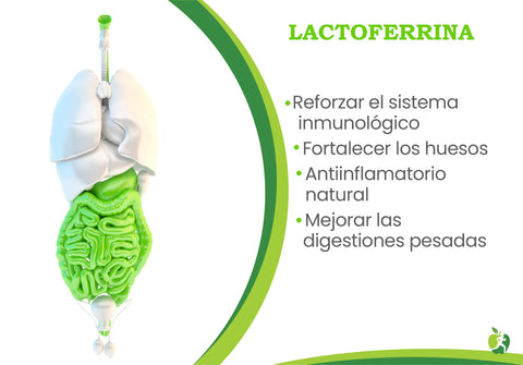 benefícios da lactoferrina