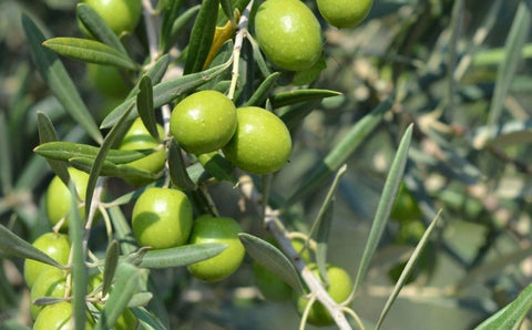 Benefícios das folhas de oliveira - Dietetica Ferrer