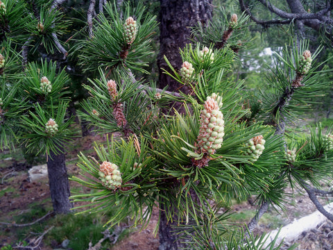 Benefícios do Pine Buds - Dietetica Ferrer