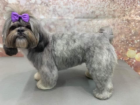 Scissored groom by Codie McGonagle placed 2nd in groomer competition