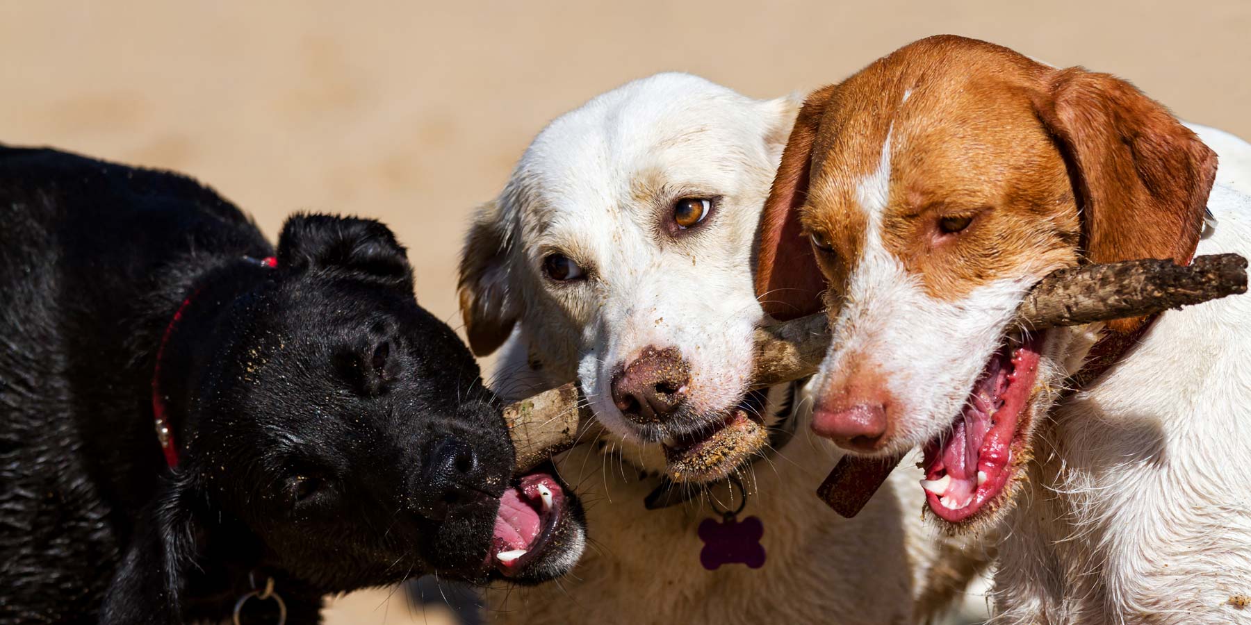 Doggy Daycare