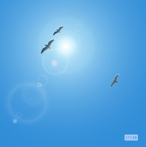 sunlight and birds flying