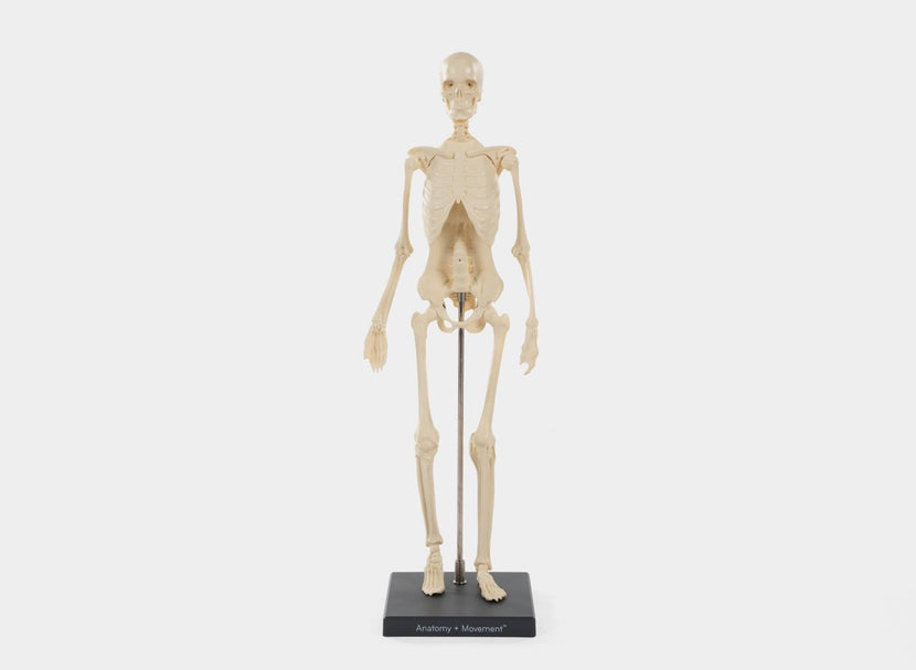 Anatomy Movement Skeleton for educational insights on human movement.