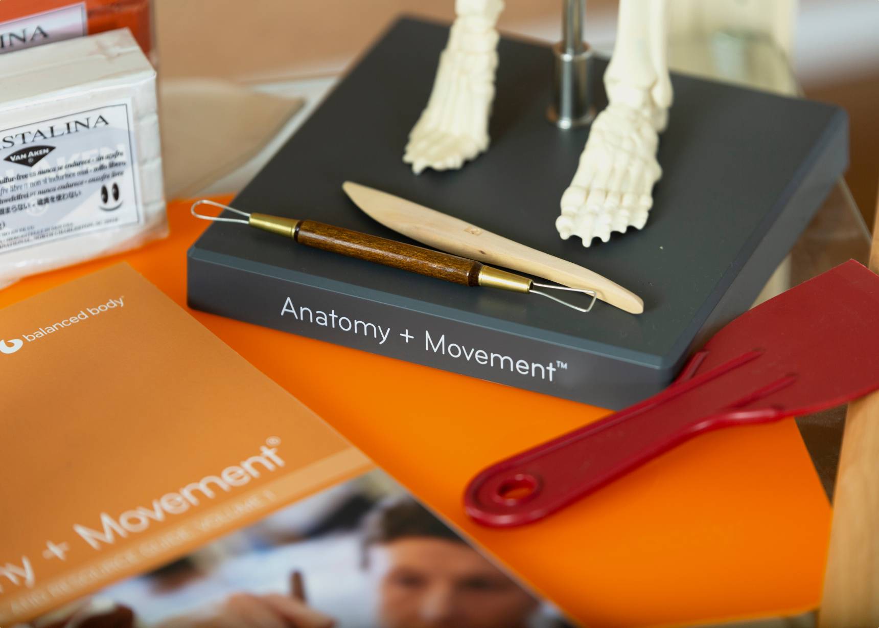 Comprehensive anatomy build kit for in-depth studies.