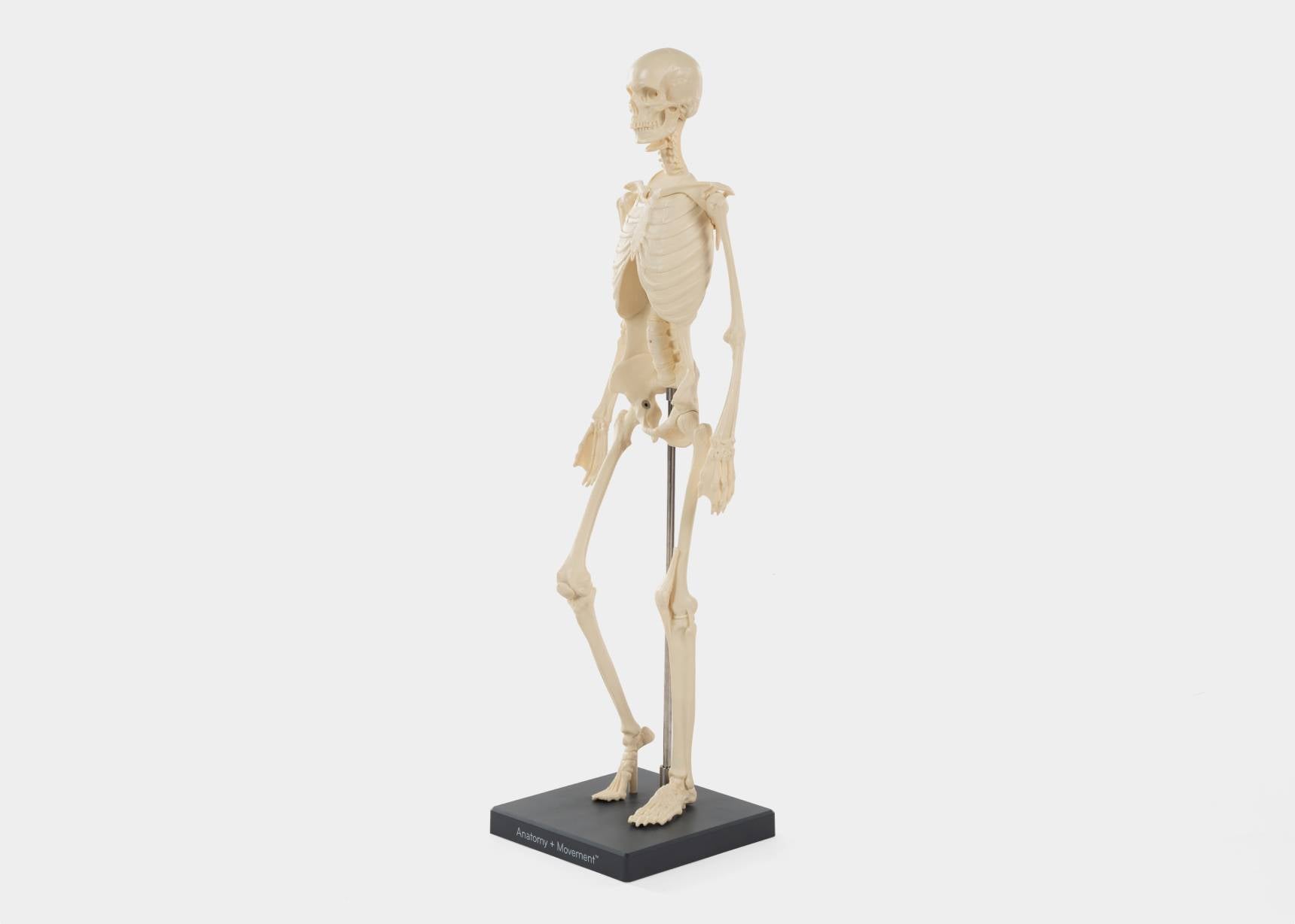 Anatomical skeleton model for studying movement.