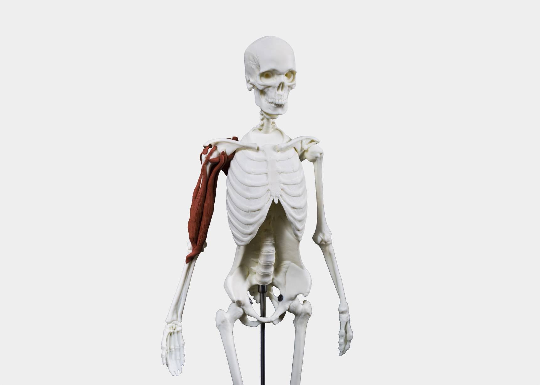 Skeleton displaying upper body anatomical movements.