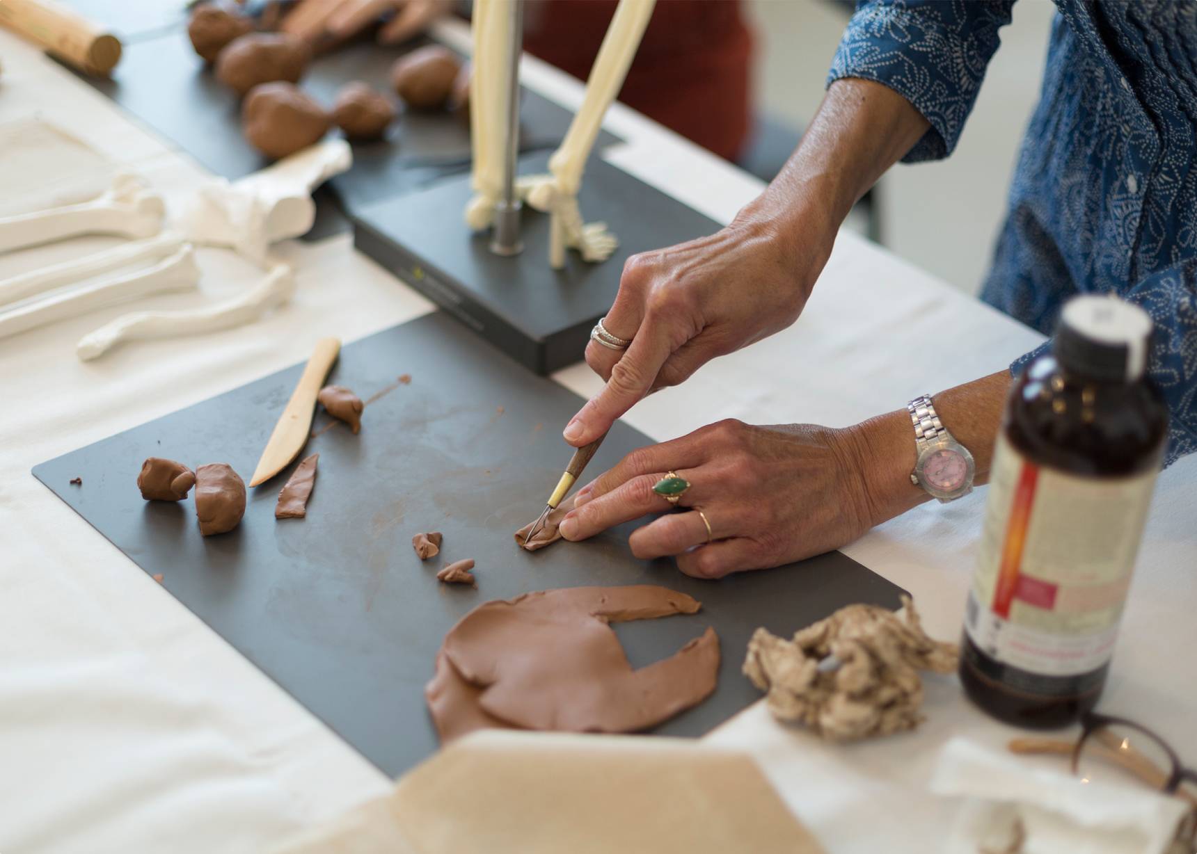 Anatomy modeling clay for hands-on learning and education