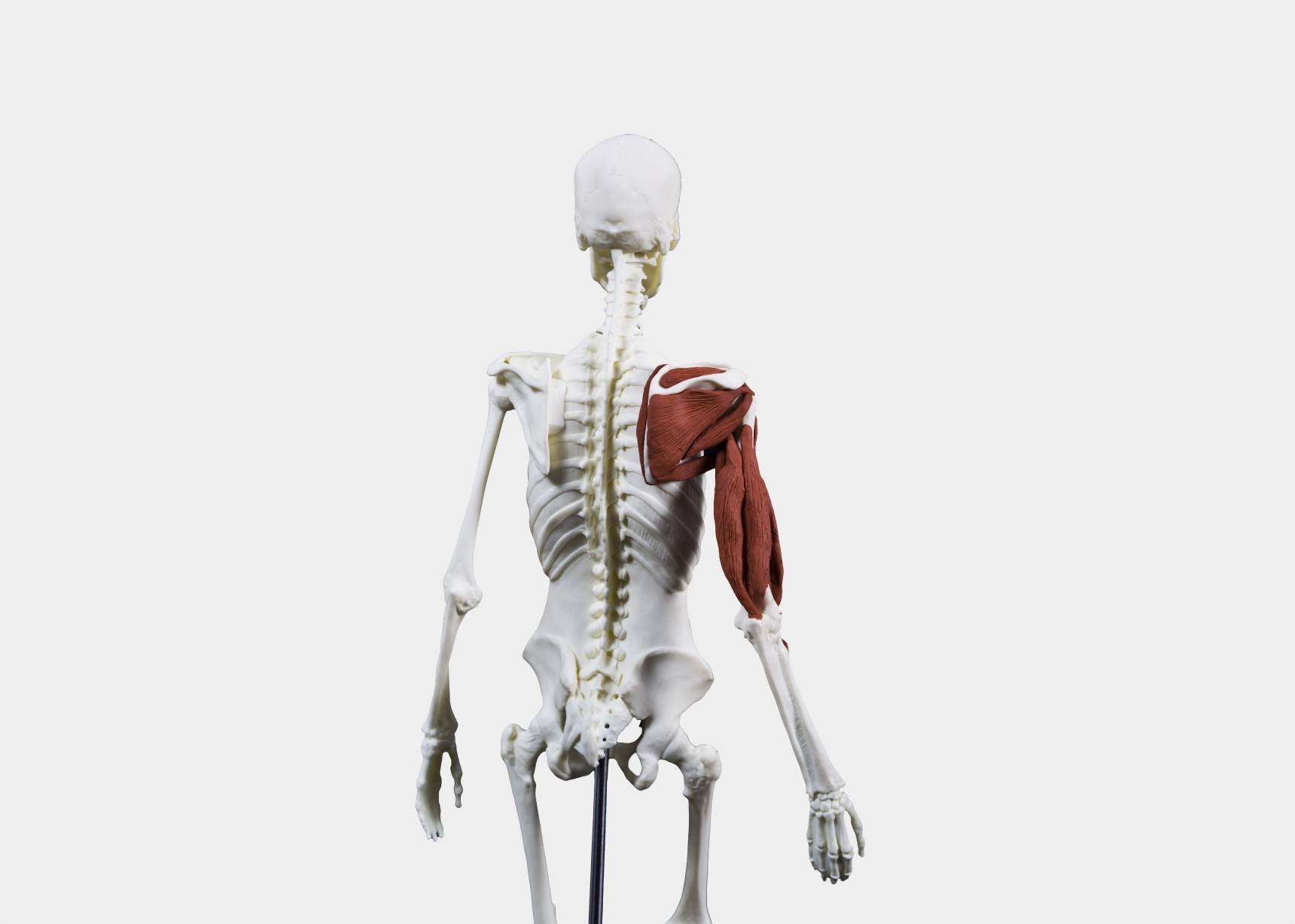 Anatomy modeling clay with a sculpted skeleton in a prone position, displaying the back muscles and spine.