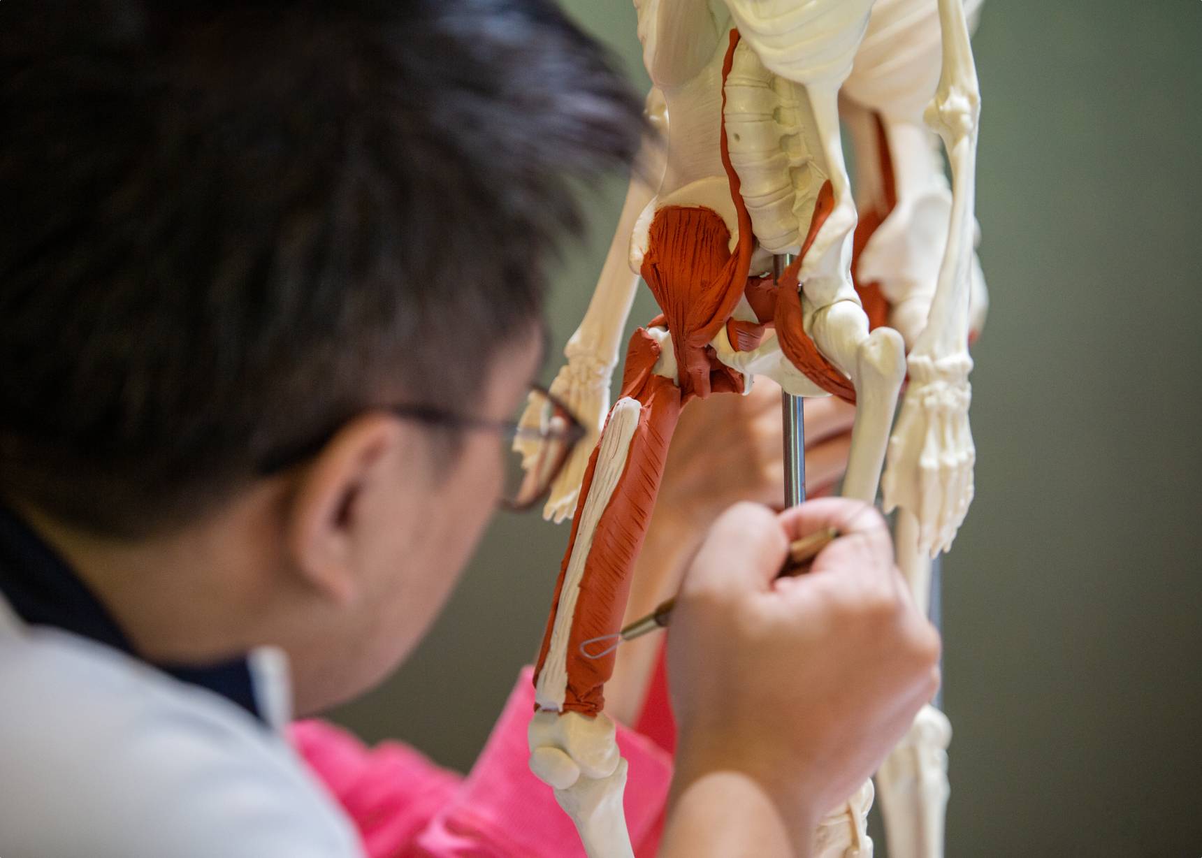 Man carefully pointing out features on an anatomical skeleton model.