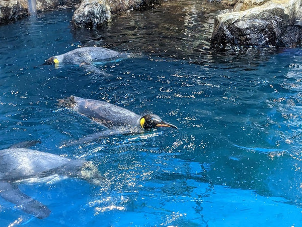 Acuario de pingüinos de Nagasaki 1