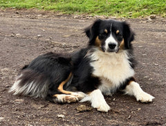 Dahana Ranch cattle dog