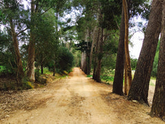 Eucalyptus trees on bridle path 