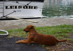 Creole dog and boat at Margot Bay, St. Luca