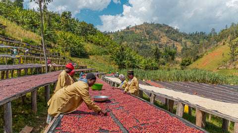 coffee producers sorting coffee on coffee farm in Rwanda